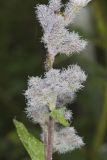 Purple Rattlesnakeroot, Nabalus racemosus