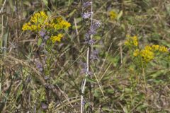 Purple Rattlesnakeroot, Nabalus racemosus