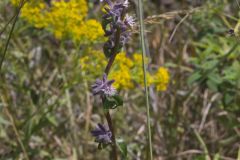 Purple Rattlesnakeroot, Nabalus racemosus