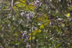 Purple Rattlesnakeroot, Nabalus racemosus