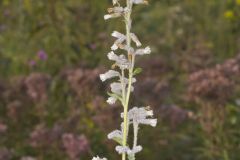 Purple Rattlesnakeroot, Nabalus racemosus