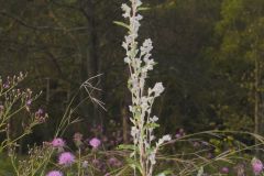 Purple Rattlesnakeroot, Nabalus racemosus