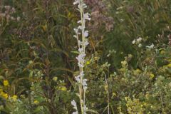 Purple Rattlesnakeroot, Nabalus racemosus