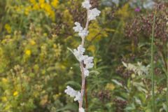 Purple Rattlesnakeroot, Nabalus racemosus