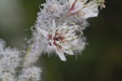 Purple Rattlesnakeroot, Nabalus racemosus