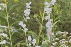 Purple Rattlesnakeroot, Nabalus racemosus