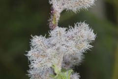 Purple Rattlesnakeroot, Nabalus racemosus