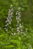 Purple Rocket, Iodanthus pinnatifidus
