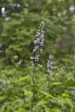 Purple Rocket, Iodanthus pinnatifidus