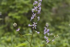 Purple Rocket