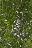 Purple Rocket, Iodanthus pinnatifidus