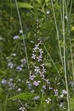Purple Rocket, Iodanthus pinnatifidus