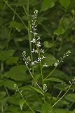 Purple Rocket, Iodanthus pinnatifidus