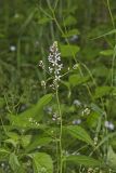 Purple Rocket, Iodanthus pinnatifidus