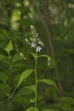 Purple Rocket, Iodanthus pinnatifidus