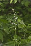 Purple Rocket, Iodanthus pinnatifidus