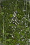 Purple Rocket, Iodanthus pinnatifidus