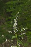 Purple Rocket, Iodanthus pinnatifidus