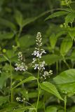 Purple Rocket, Iodanthus pinnatifidus
