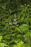 Purple Rocket, Iodanthus pinnatifidus