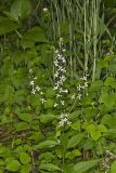 Purple Rocket, Iodanthus pinnatifidus