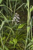 Purple Rocket, Iodanthus pinnatifidus
