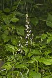 Purple Rocket, Iodanthus pinnatifidus