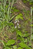Purple Rocket, Iodanthus pinnatifidus