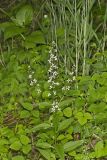 Purple Rocket, Iodanthus pinnatifidus