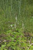 Purple Rocket, Iodanthus pinnatifidus