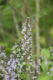 Purple Rocket, Iodanthus pinnatifidus