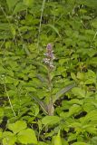 Purple Rocket, Iodanthus pinnatifidus