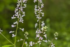 Purple Rocket, Iodanthus pinnatifidus
