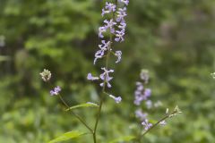 Purple Rocket, Iodanthus pinnatifidus