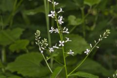Purple Rocket, Iodanthus pinnatifidus