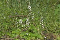 Purple Rocket, Iodanthus pinnatifidus