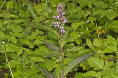 Purple Rocket, Iodanthus pinnatifidus