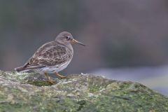 Purple Sandpiper, Calidris maritima