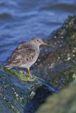 Purple Sandpiper, Calidris maritima