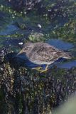 Purple Sandpiper, Calidris maritima