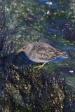 Purple Sandpiper, Calidris maritima