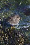 Purple Sandpiper, Calidris maritima