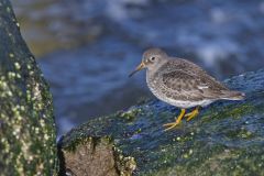 Purple Sandpiper, Calidris maritima