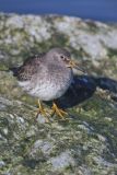 Purple Sandpiper, Calidris maritima