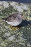 Purple Sandpiper, Calidris maritima
