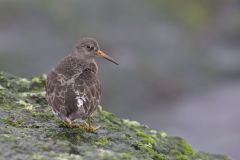 Purple Sandpiper, Calidris maritima