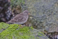 Purple Sandpiper, Calidris maritima