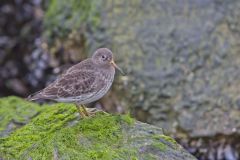 Purple Sandpiper, Calidris maritima