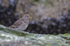 Purple Sandpiper, Calidris maritima