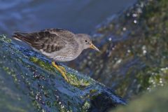 Purple Sandpiper, Calidris maritima